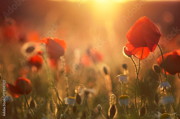 Fototapeta poppies