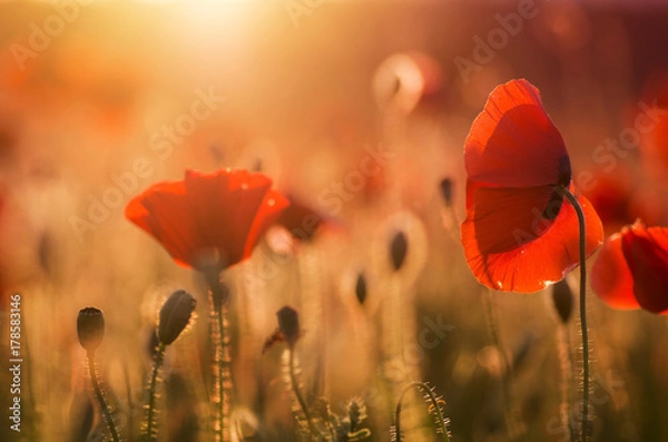 Fototapeta poppies