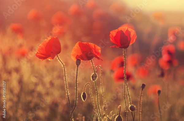 Fototapeta poppies