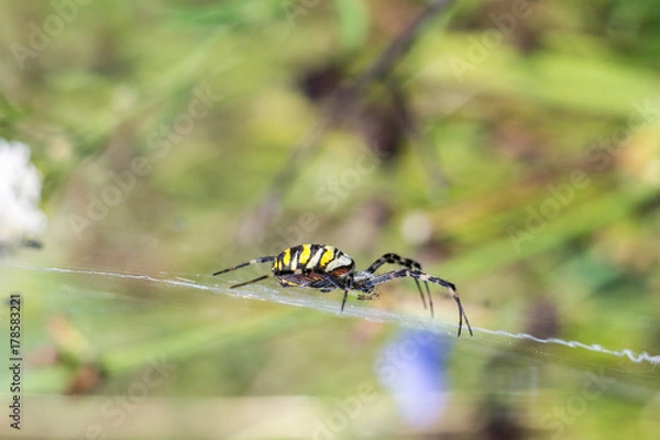 Obraz Spider sitting in the web