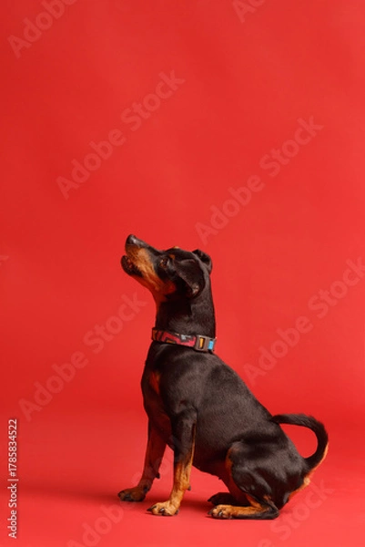 Obraz Miniature Pinscher sits on a red background