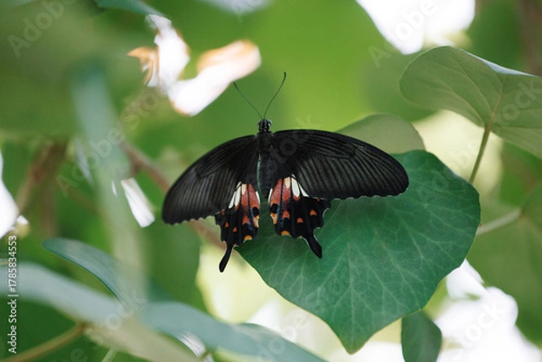 Obraz A tropical butterfly sits on a green leaf of a tree. Papilio polytes