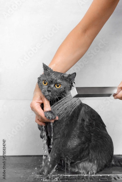 Obraz Funny cat takes a shower, pet hygiene, wet cat, bathing process