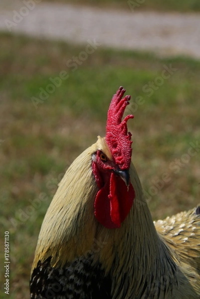 Fototapeta Coq