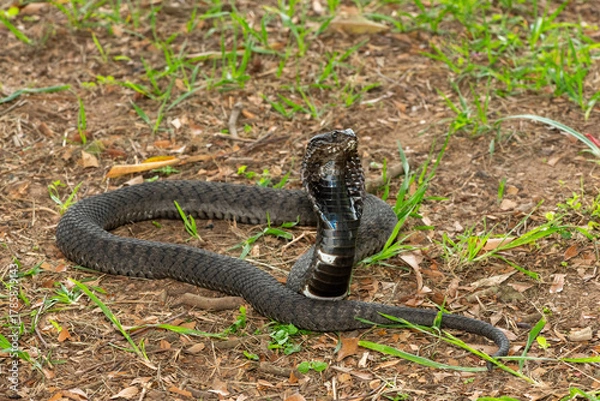 Fototapeta The beautiful Rinkhals (Hemachatus haemachatus), also known as a ringhals or ring-necked spitting cobra, displaying its signature hood in a defensive pose – Africa’s deadly venomous snake