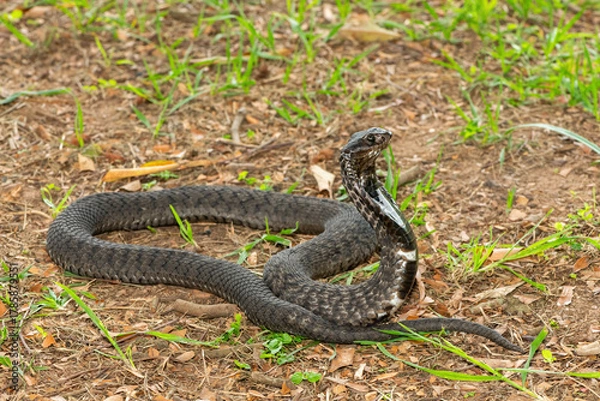 Fototapeta The beautiful Rinkhals (Hemachatus haemachatus), also known as a ringhals or ring-necked spitting cobra, displaying its signature hood in a defensive pose – Africa’s deadly venomous snake