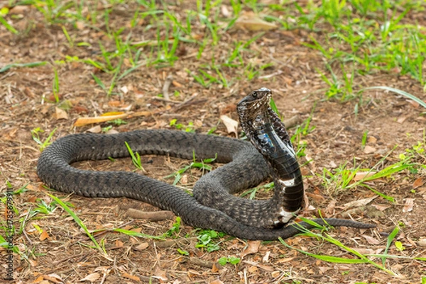 Obraz The beautiful Rinkhals (Hemachatus haemachatus), also known as a ringhals or ring-necked spitting cobra, displaying its signature hood in a defensive pose – Africa’s deadly venomous snake