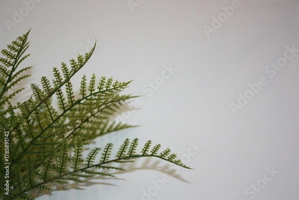 Obraz Plant Interior Decor