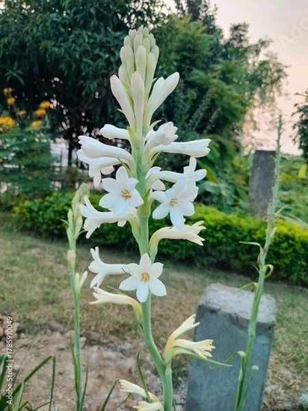 Obraz cabbage plants in a garden