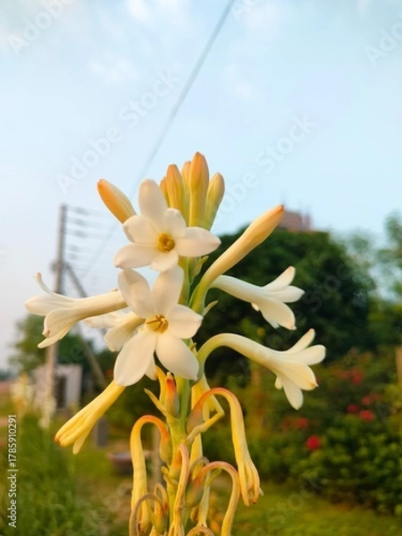 Obraz yellow lily flower