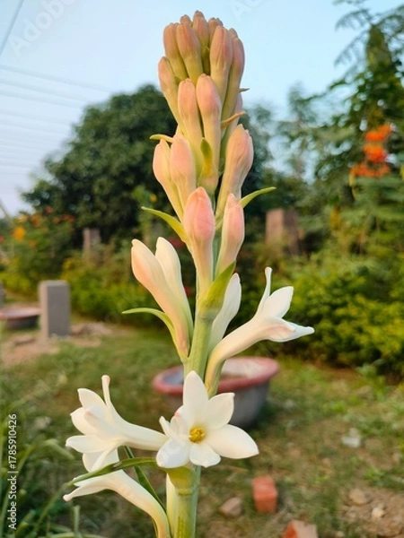 Obraz flower in the garden