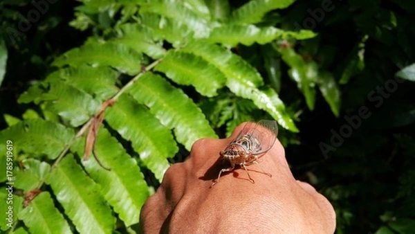 Fototapeta A big cricket in summer, close up. Cicada Lyristes Plebejus. Perfect for documentaries about tropical rainforests and World Environment Day on June 5th.
