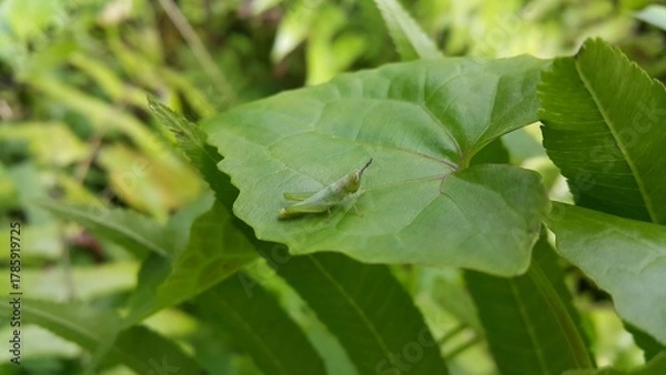 Fototapeta Small marsh grasshopper (Stethophyma grossum), an insect species typical of wet meadows and swamps. Perfect for documentaries about tropical rainforests and World Environment Day on June 5th.
