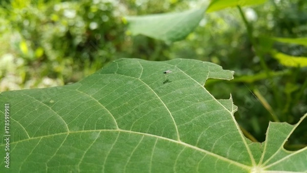 Fototapeta Austrosciapus connexus is a typical example of the green Dolichopodidae. Perfect for documentaries about tropical rainforests and World Environment Day on June 5th.
