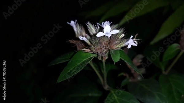 Fototapeta Beautiful forest flower plant background. Night shot. Perfect for documentaries about tropical rainforests and World Environment Day on June 5th.
