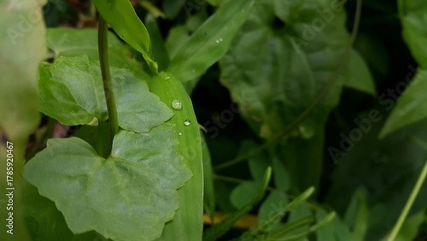 Fototapeta Very beautiful textured plant leaves background. Perfect for documentaries about tropical rainforests and World Environment Day on June 5th.
