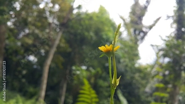Fototapeta Wollastonia biflora is often called sea saruni. Wedelia has properties as a herbal medicine. Perfect for documentaries about tropical rainforests and World Nature Conservation Day on July 28th.