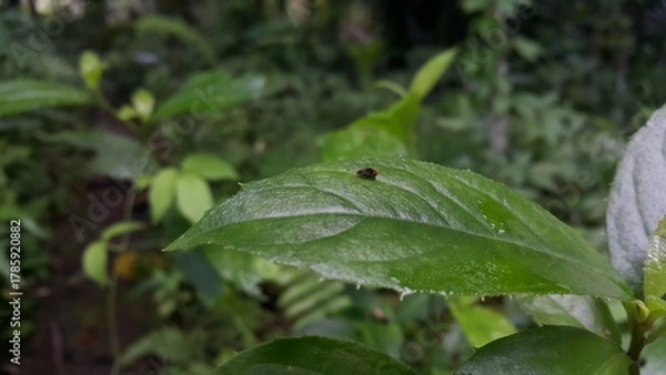 Fototapeta Small flies perch on the leaves. Has very large red eyes.Perfect for documentaries about tropical rainforests and World Wildlife Conservation Day on December 4th.

