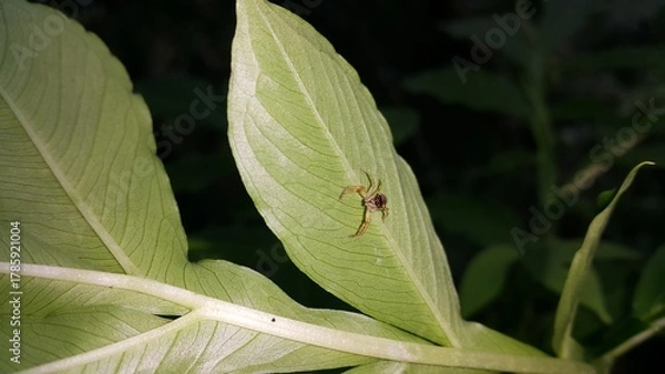 Fototapeta Photo of a jumping spider (Tutelina elegans) on a plant leaf. Perfect for documentaries about tropical rainforests and World Nature Conservation Day on July 28th.