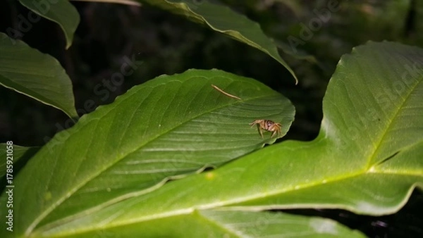 Fototapeta Photo of a jumping spider (Tutelina elegans) on a plant leaf. Perfect for documentaries about tropical rainforests and World Wildlife Conservation Day on December 4th.
