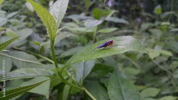 Fototapeta Photo of a black and red leafhopper perched on a plant leaf. Perfect for documentaries about tropical rainforests and World Nature Conservation Day on July 28th.