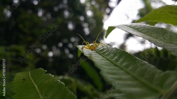 Fototapeta View of Lynx spider (oxyopidae) on green leaf. Perfect for documentaries about tropical rainforests and World Nature Conservation Day on July 28th.