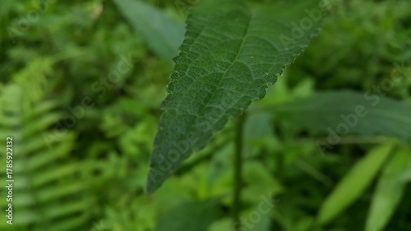 Fototapeta Dark green leaf texture background. Perfect for documentaries about tropical rainforests and World Nature Conservation Day on July 28th.