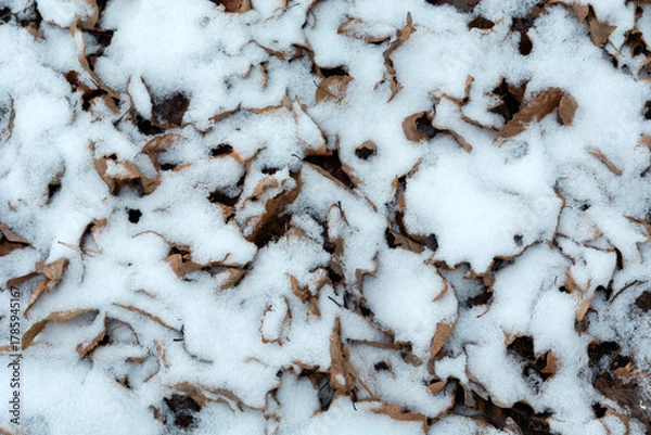 Fototapeta Top view of dry leaves on ground partially covered by snow