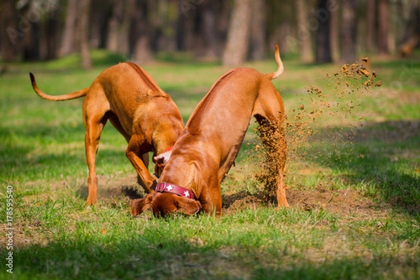 Obraz Rhodesian Ridgebacks