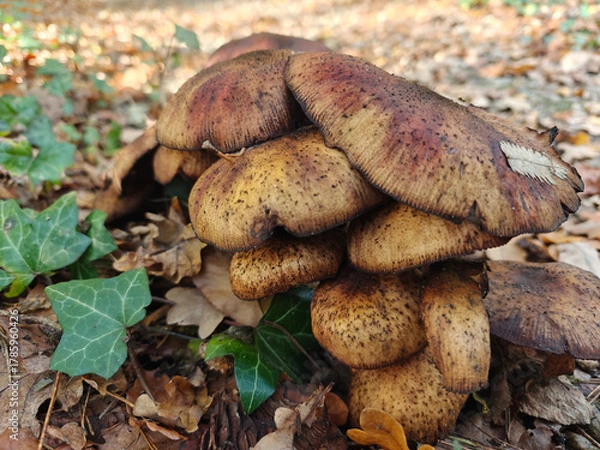 Fototapeta Mushrooms among the autumn leaves. They grow on rotting branches; stumps; and tree trunks. Fall season. Autumn, mushrooms on a tree trunk.