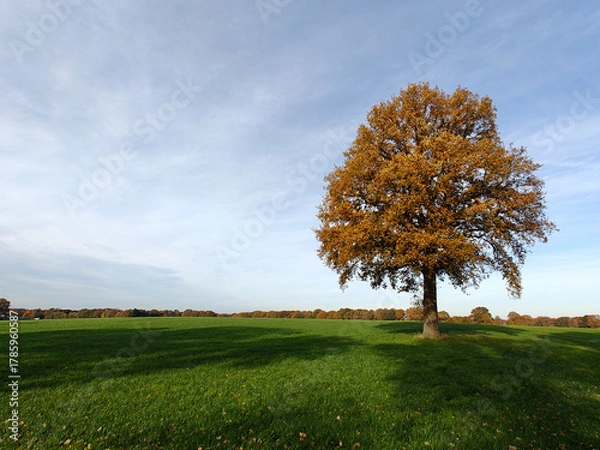 Obraz Tree in a meadow. Trees in the shade. Wilsum Duitsland. Fall season. Landscape sky. Germany autumn panorama sky. Deutschland