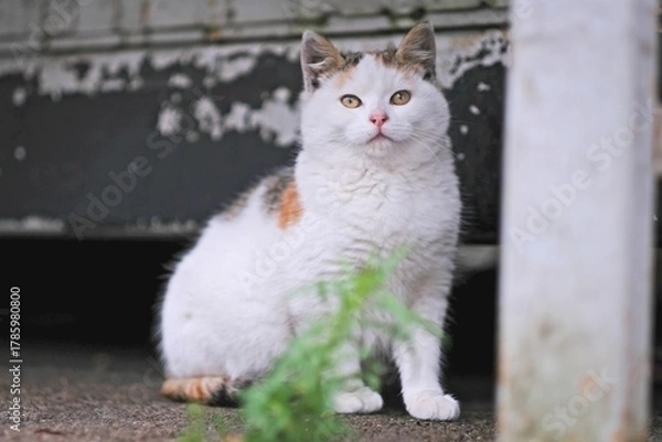 Fototapeta Funny kitten sitting outdoors and looking curious at camera. Horizontal image with selective focus.