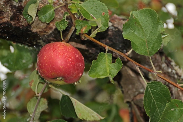 Obraz Apfel mit Regentropfen