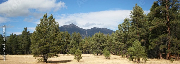 Obraz A View of the San Francisco Peaks Through the Pines