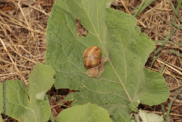 Obraz Gehäuseschnecke