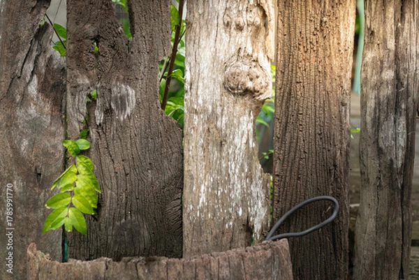 Fototapeta Weathered wooden planks reveal a narrow gap through which bright green leaves and foliage are growing.
