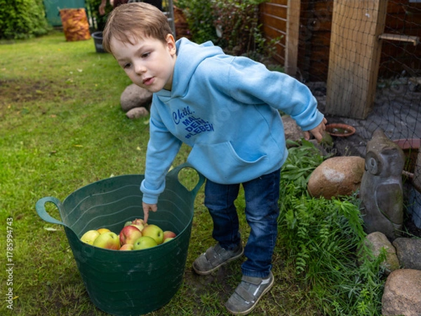 Obraz Junge hilft bei Apfelernte