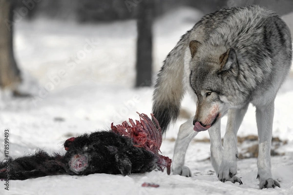 Obraz Alpha Wolf on Carcass