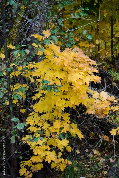 Obraz Close-up of autumn maple leaves in yellow and green on forest branches.