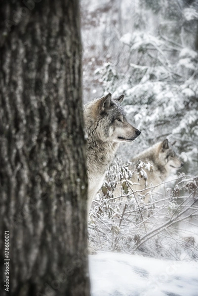 Obraz Timber Wolves On Guard