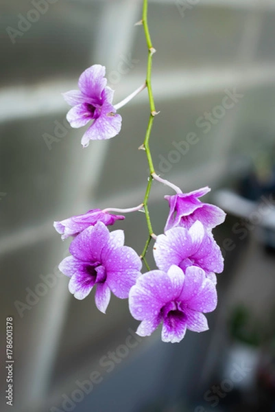 Fototapeta A cluster of vibrant purple and white orchids, adorned with tiny water droplets, is captured in close-up against a dark, blurred background.