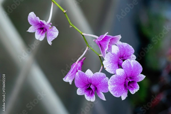 Fototapeta A cluster of vibrant purple and white orchids, adorned with tiny water droplets, is captured in close-up against a dark, blurred background.