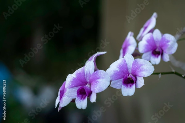 Fototapeta A cluster of vibrant purple and white orchids, adorned with tiny water droplets, is captured in close-up against a dark, blurred background.