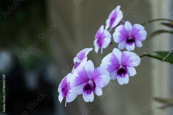 Fototapeta A cluster of vibrant purple and white orchids, adorned with tiny water droplets, is captured in close-up against a dark, blurred background.