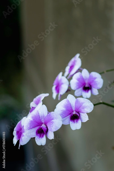Fototapeta A cluster of vibrant purple and white orchids, adorned with tiny water droplets, is captured in close-up against a dark, blurred background.