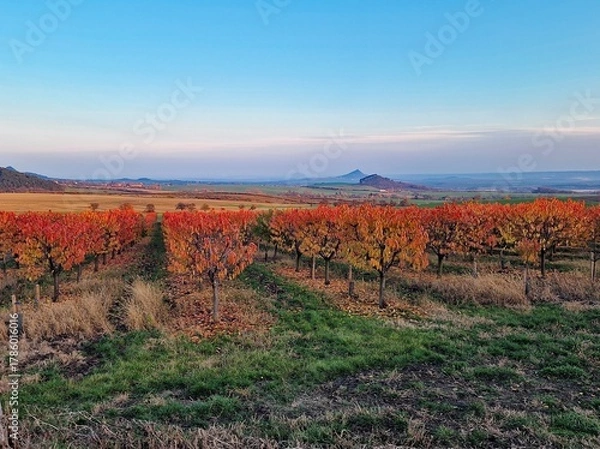 Fototapeta Peaceful autumn view of an apple orchard with orange and red leaves at sunset. In the distance, the historic Hazmburk Castle rises above the Czech countryside hills.