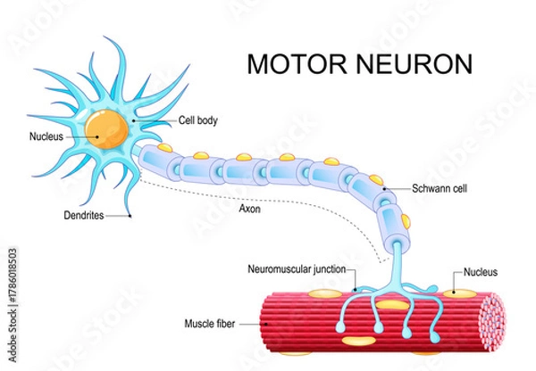 Fototapeta Motor neuron anatomy. Departing neural impulse from nerve cell to Muscle fiber