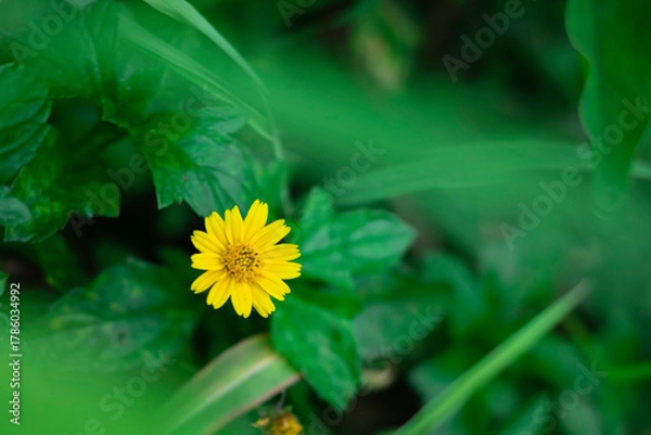 Fototapeta A solitary, bright yellow, daisy-like flower is sharply focused against a deeply blurred background of rich, vibrant green leaves.