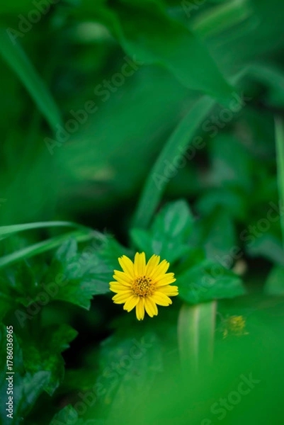 Fototapeta A solitary, bright yellow, daisy-like flower is sharply focused against a deeply blurred background of rich, vibrant green leaves.