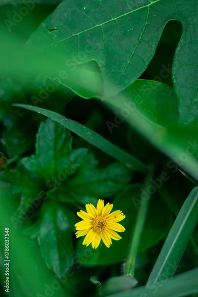 Fototapeta A solitary, bright yellow, daisy-like flower is sharply focused against a deeply blurred background of rich, vibrant green leaves.